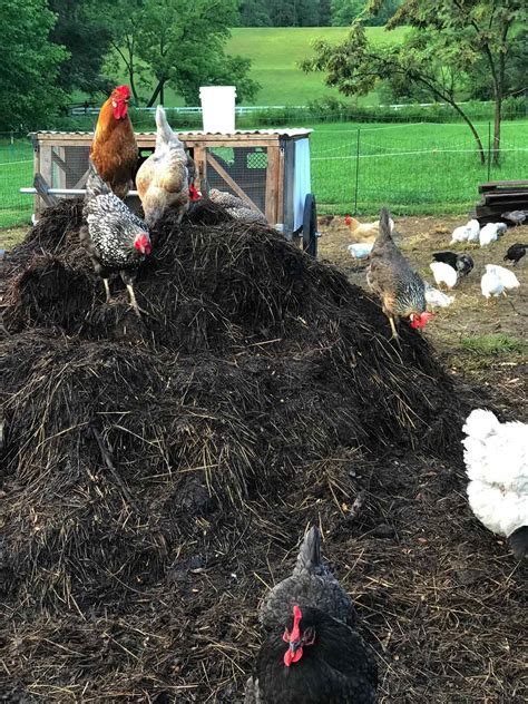 Using Chickens to Create, Turn, and Spread Compost - Abundant Permaculture