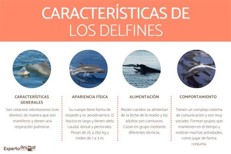 +10 Características del delfín - Anatomía, comportamiento y comunicación