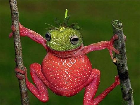 Pin by Valinda Brock on anfíbios | Weird animals, Frog, Animal photo ...