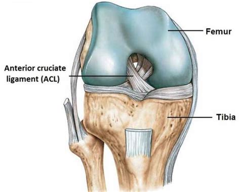 An underappreciated aspect of ACL injury prevention and rehab | b-reddy.org