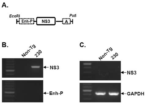 Characterization of the transgene. (A) Schematic representation of the ...