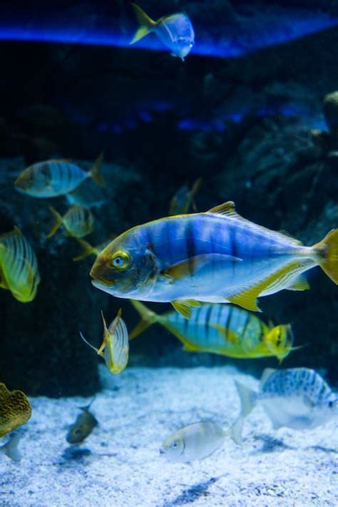 Golden Trevally in the Aquarium · Free Stock Photo