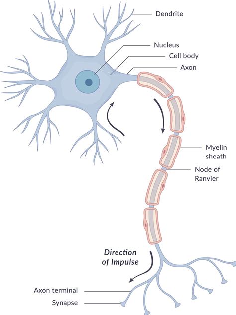 Neuron Diagram | Nervous system anatomy, Nervous system, Nervous system ...