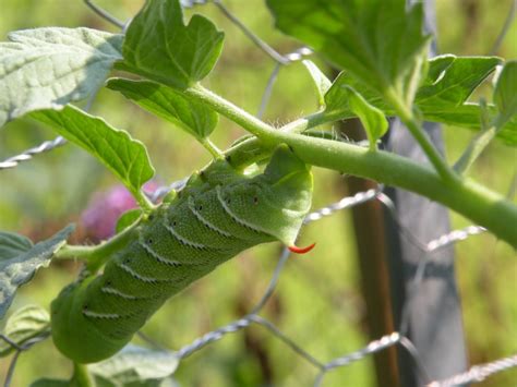 Mary's Louisiana Garden: Tomato Hornworm