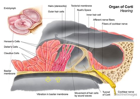 "Anatomy of the organ of Corti, part of the cochlea of the inner ear ...