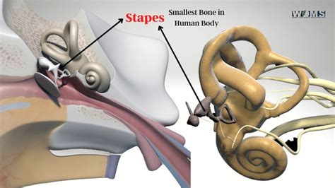 The Smallest Bone in Human Body - WOMS