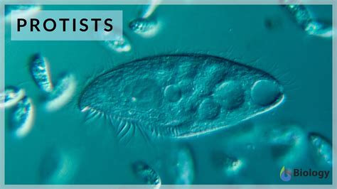 Protists That Cause Disease - Quotes Home