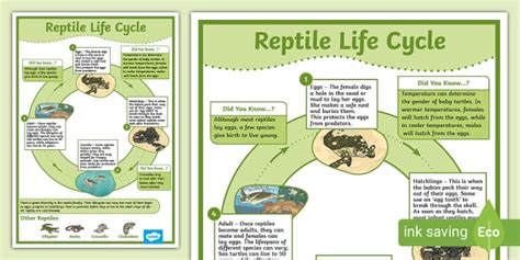 Reptile Lifecycle Display Poster (teacher made) - Twinkl