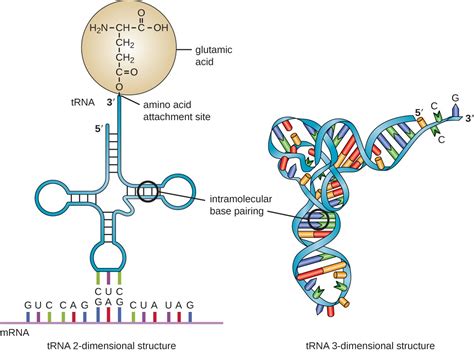 Rna Amino Acid Chart