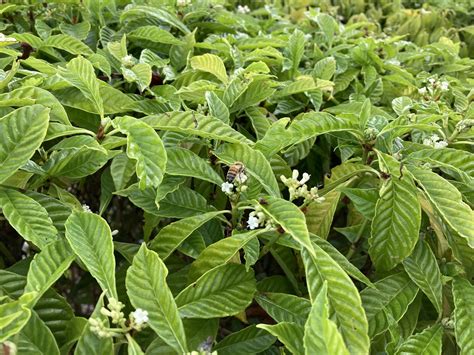 Florida Native Groundcovers for Shade - UF/IFAS Extension Hillsborough ...