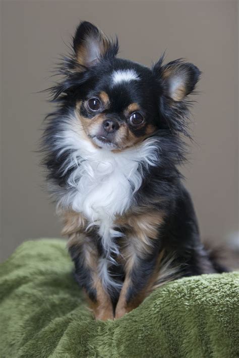 Hudson - Long Haired Chihuahua | Chihuahua puppies, Cute chihuahua ...