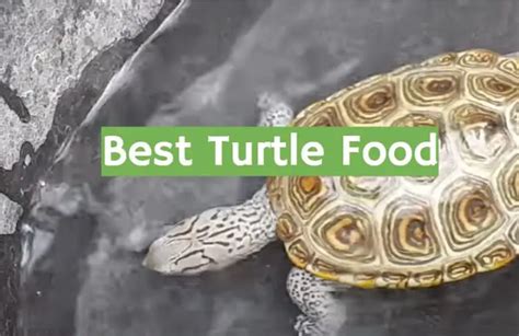 Top 5 Best Turtle Food [2021 Review] - ReptileProfy