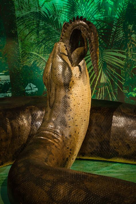 Titanoboa Snake Length