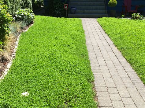 Micro clover - Lawn alternative - Level Ground Landscape