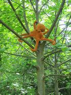 Pacific Northwest Tree Octopus | Cryptid Wiki | FANDOM powered by Wikia