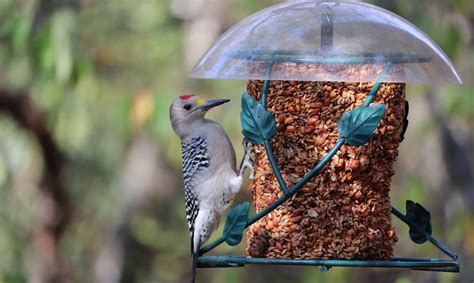 6 actionable bird feeder placement tips - Wildlifeful