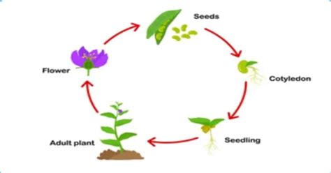 Plant Life Cycle - Learn About Nature