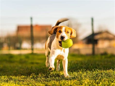 How To Teach Dogs To Fetch - Puppy In Training