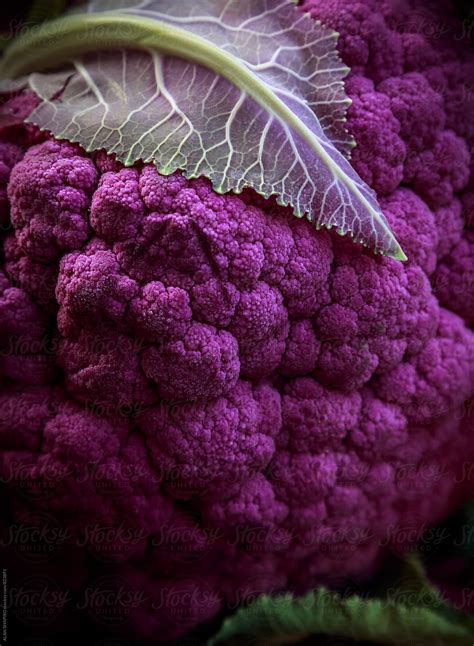 "Purple Cauliflower" by Stocksy Contributor "ALAN SHAPIRO" - Stocksy