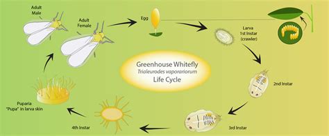 Greenhouse whitefly life cycle - BioBee Canada