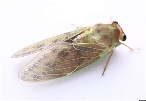 Cicada Sound Demonstrated In Audio Recording | HuffPost