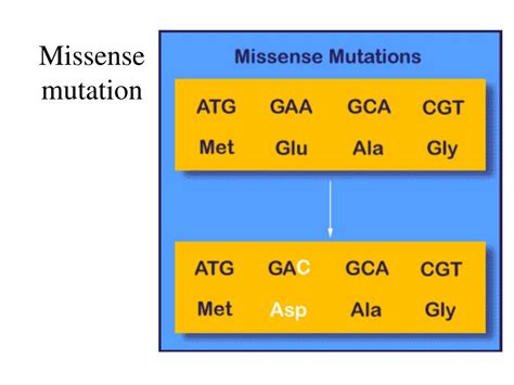 PPT - Mutations PowerPoint Presentation, free download - ID:1466319