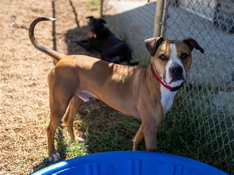 Lawrence Humane Society to waive adoption fees Saturday during annual ...