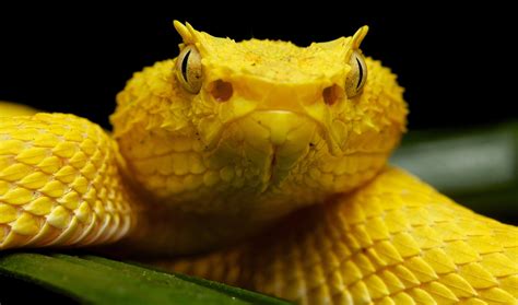 Yellow Eyelash Pit Viper (Bothriechis schlegelii)