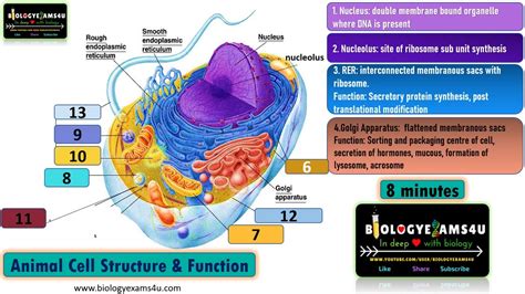 10 Parts Of An Animal Cell And Their Functions | Reviewmotors.co