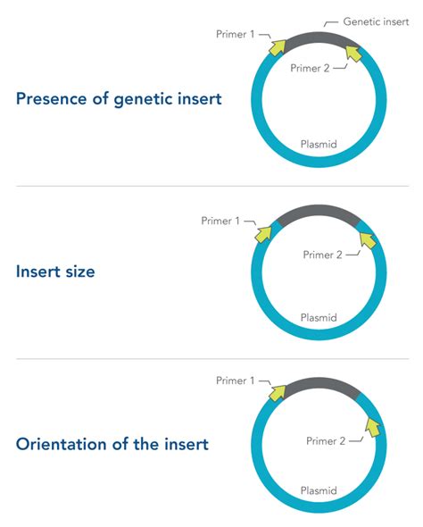 Colony PCR: What is it and why is it important