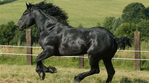 Percheron Horse Breed Full Information, History, Size & lifespan