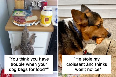 50 Hilarious Examples Of Pets Being Caught Red-Pawed When Stealing Food ...