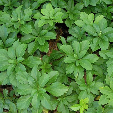 Pachysandra terminalis (Japanese Spurge) - Davenport Garden Centre