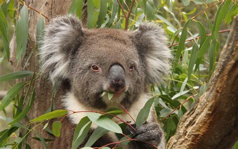 What Food Do Koalas Eat?