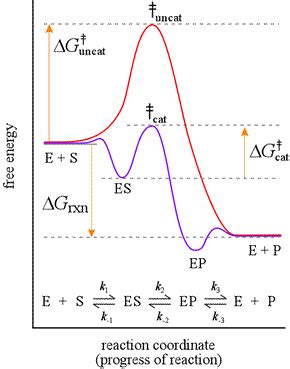 CHEM 440 - Enzyme kinetics