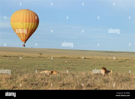 Lion in the african savannah Stock Photo - Alamy