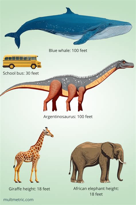 Blue Whale Size Comparison