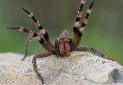 Brazilian Wandering Spider Facts