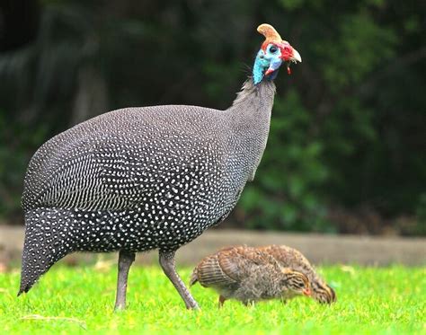 Guinea Hens For Beginners (The Complete Care Sheet) | Chickens And More