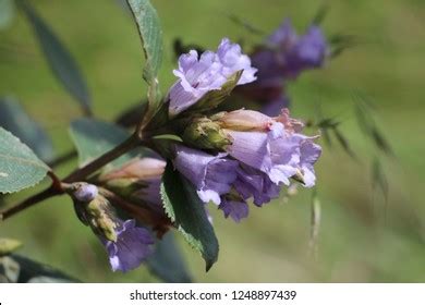 Kurinji Neelakurinji Found Nilgiri Hills Blue Stock Photo 1248897439 ...