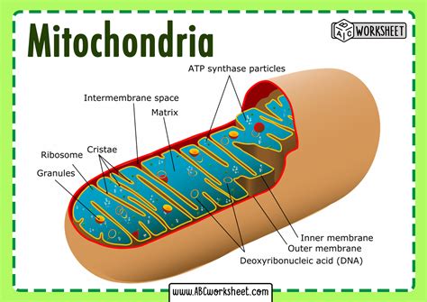 Mitochondria Parts And Functions