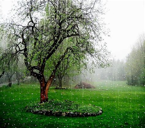 Nature Rain, Most Beautiful Rain HD wallpaper | Pxfuel