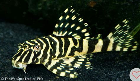 L134 Leopard Frog Pleco | Aquarium fish, Tropical fish, Live aquarium fish