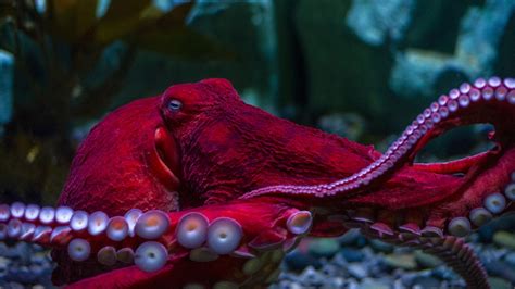 Keeper POV: A Morning With Our Giant Pacific Octopus