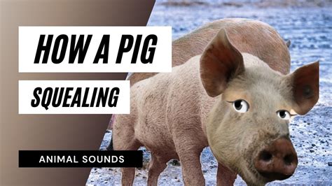 Pig Squealing Sound Effect - the animal sounds / pig squealing sounds ...