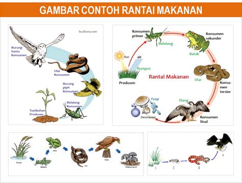 48+ Hewan Herbivora Dalam Rantai Makanan Disebut