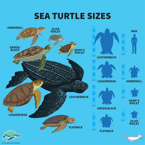 The 9 Best Spots to Find Sea Turtles in Hawaiʻi (all Islands)