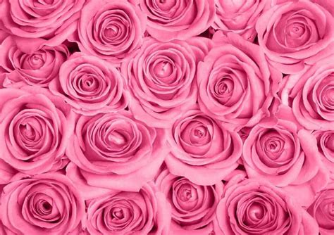 [100+] Pink Roses Backgrounds | Wallpapers.com