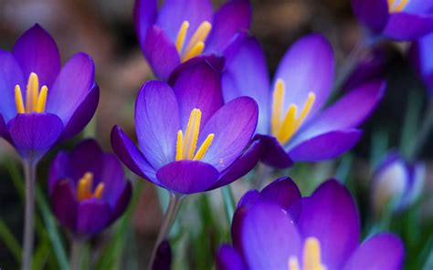 🔥 Download Flowers Desktop Wallpaper Purple Crocus Background by ...