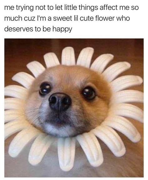 Too Pure; 17 Wholesome Dog Memes | Dog memes, Funny animals, Funny ...